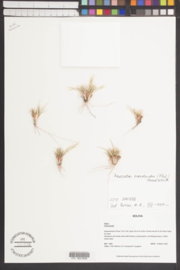 Nassella nardoides image