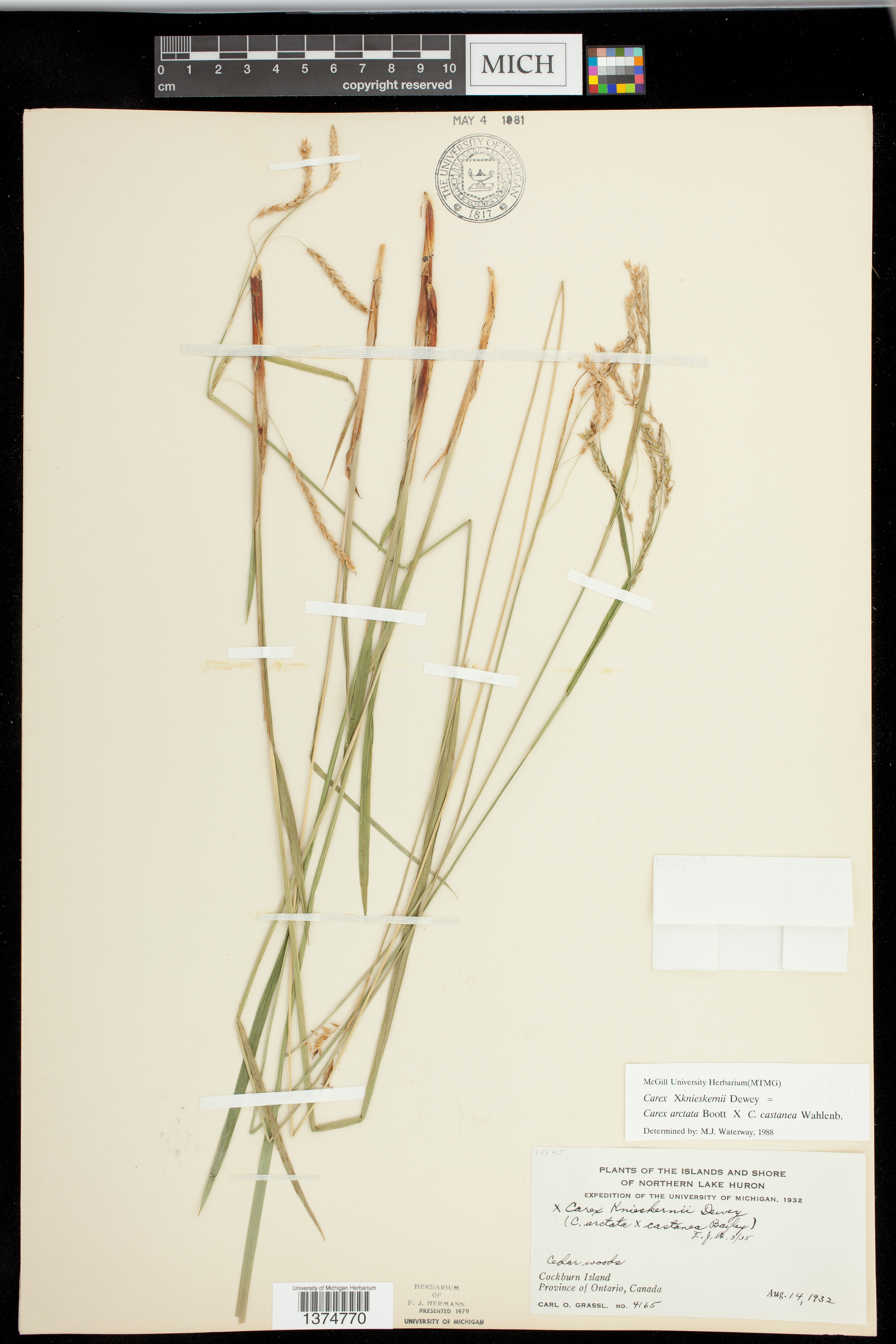 Carex x knieskernii image