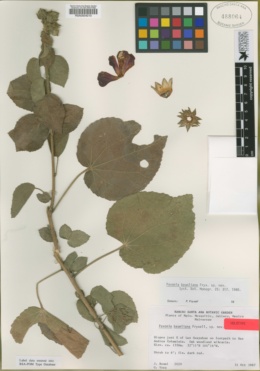 Image of Pavonia baumliana