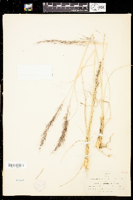 Muhlenbergia affinis image