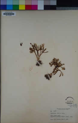 Image of Ranunculus jovis