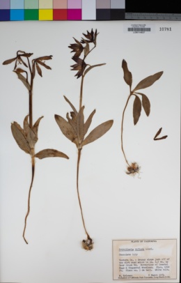 Fritillaria biflora image