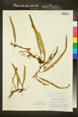 Polypodium lanceolatum image