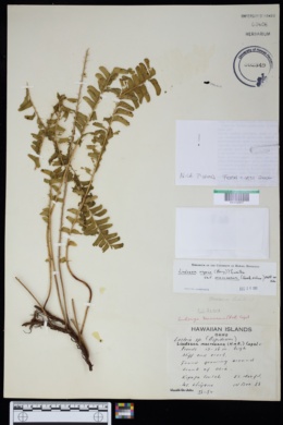 Lindsaea repens var. macraeana image
