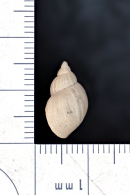 Stagnicola utahensis image