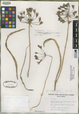 Triteleia ixioides subsp. unifolia image