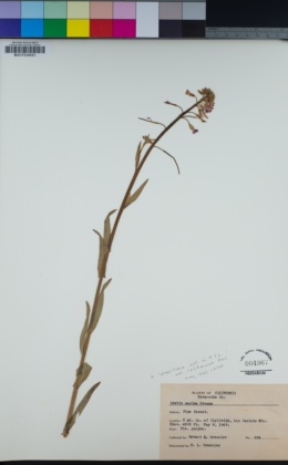 Boechera californica image