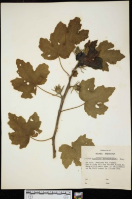 Hibiscus brackenridgei image
