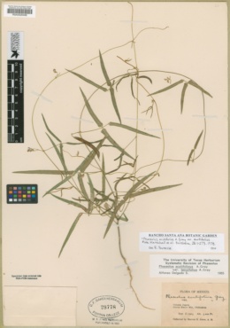 Phaseolus acutifolius var. acutifolius image