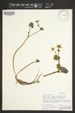 Caltha palustris subsp. arctica image