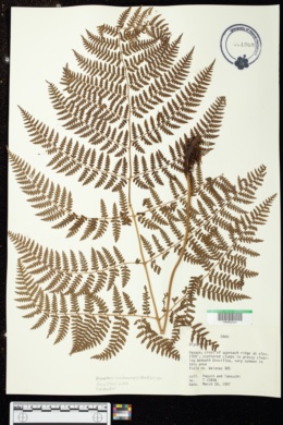 Dryopteris sandwicensis image