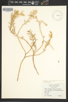 Image of Cakile geniculata