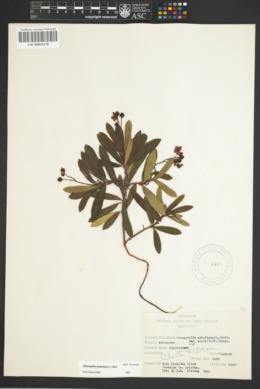 Chimaphila umbellata subsp. acuta image