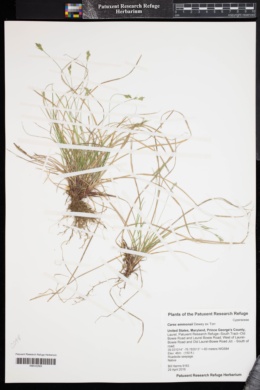 Image of Carex emmonsii