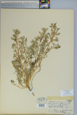Chenopodium salinum image