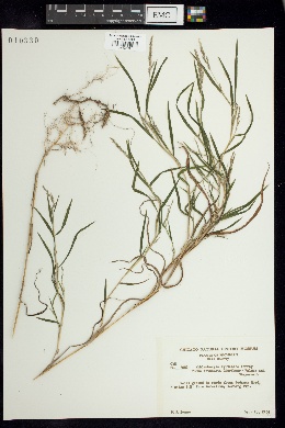 Muhlenbergia frondosa f. frondosa image
