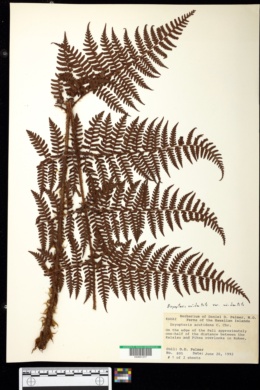Image of Dryopteris unidentata var. paleacea