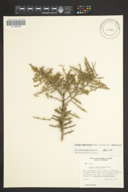 Lycium californicum var. californicum image