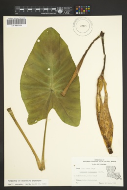 Colocasia antiquorum image