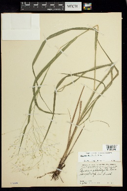 Panicum ghiesbreghtii image