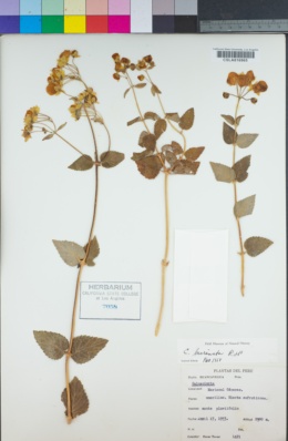 Calceolaria bicrenata image