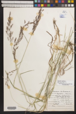 Image of Agrostis sylvatica