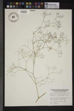 Gypsophila arrostii image