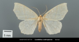 Image of Lambdina endropiaria