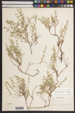 Galium hypotrichium subsp. scabriusculum image