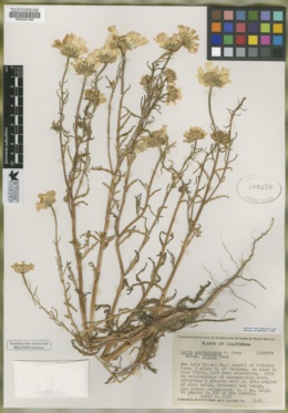 Layia pentachaeta subsp. albida image