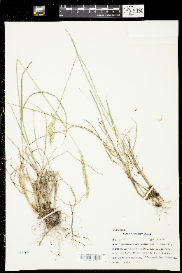 Calamagrostis lepageana image
