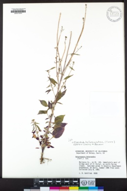 Clarkia heterandra image
