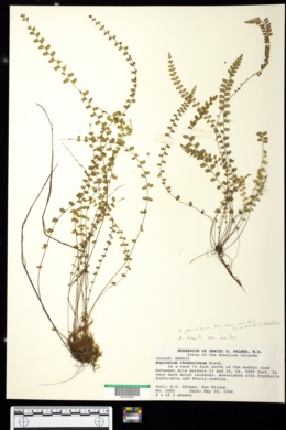 Image of Asplenium peruvianum var. insulare