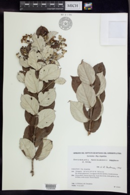 Banisteriopsis paraguariensis image