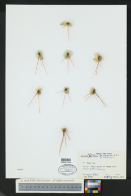 Opuntia phaeacantha var. wootonii image