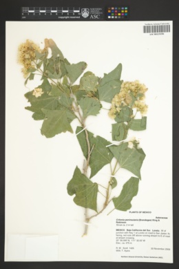 Image of Critonia peninsularis