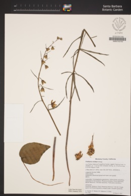 Fritillaria viridea image