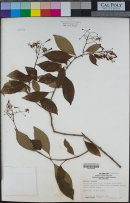 Fuchsia arborea image
