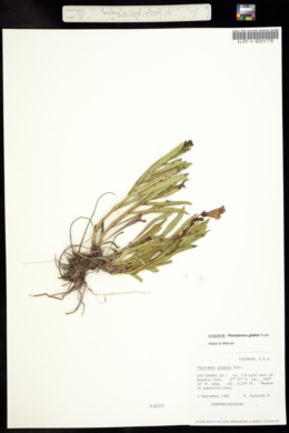 Image of Penstemon alpinus