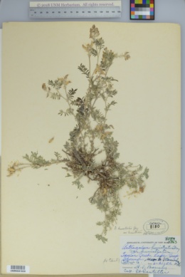 Astragalus humistratus var. humistratus image