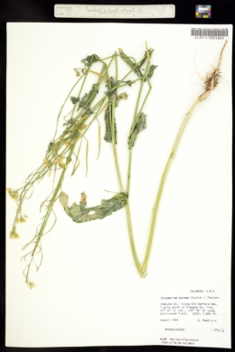 Image of Thelypodiopsis aurea
