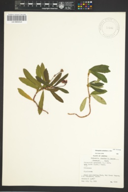 Chimaphila umbellata subsp. acuta image