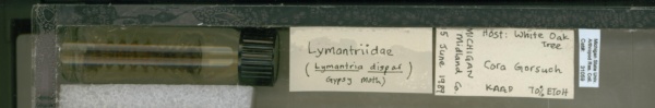 Lymantria dispar image
