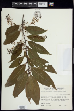 Prunus subcoriacea image