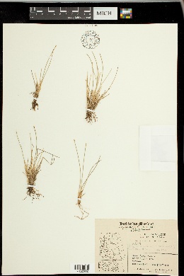 Trichophorum cespitosum image