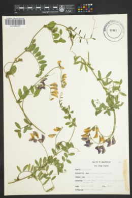 Image of Lathyrus splendens