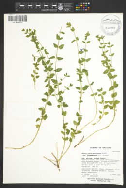 Scutellaria potosina var. grahamiana image