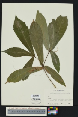 Quercus germana image