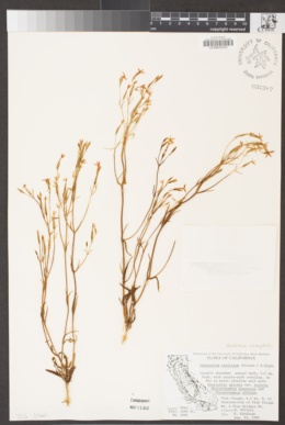 Zeltnera namophila image
