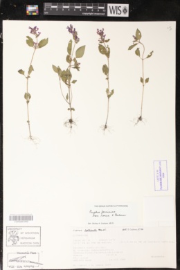 Cuphea ferrisiae image